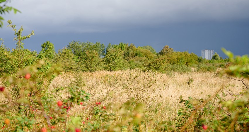 Amager Fælled Strandengen -       2019.09.18 - 1.jpg