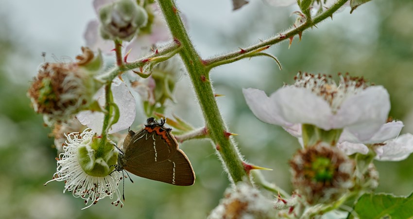 Bioblitz 2018       2018.06.16 - FB0_4608 - (P2018.06.25.CO11).jpg