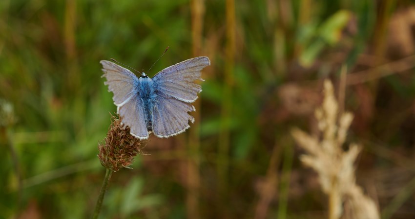 Bioblitz 2018       2018.06.16 - FB0_4630 - (P2018.06.25.CO11).jpg
