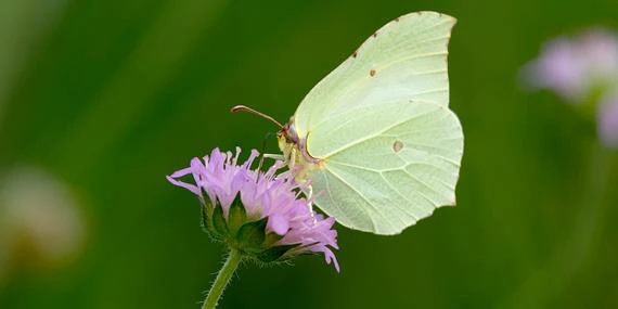 Todo