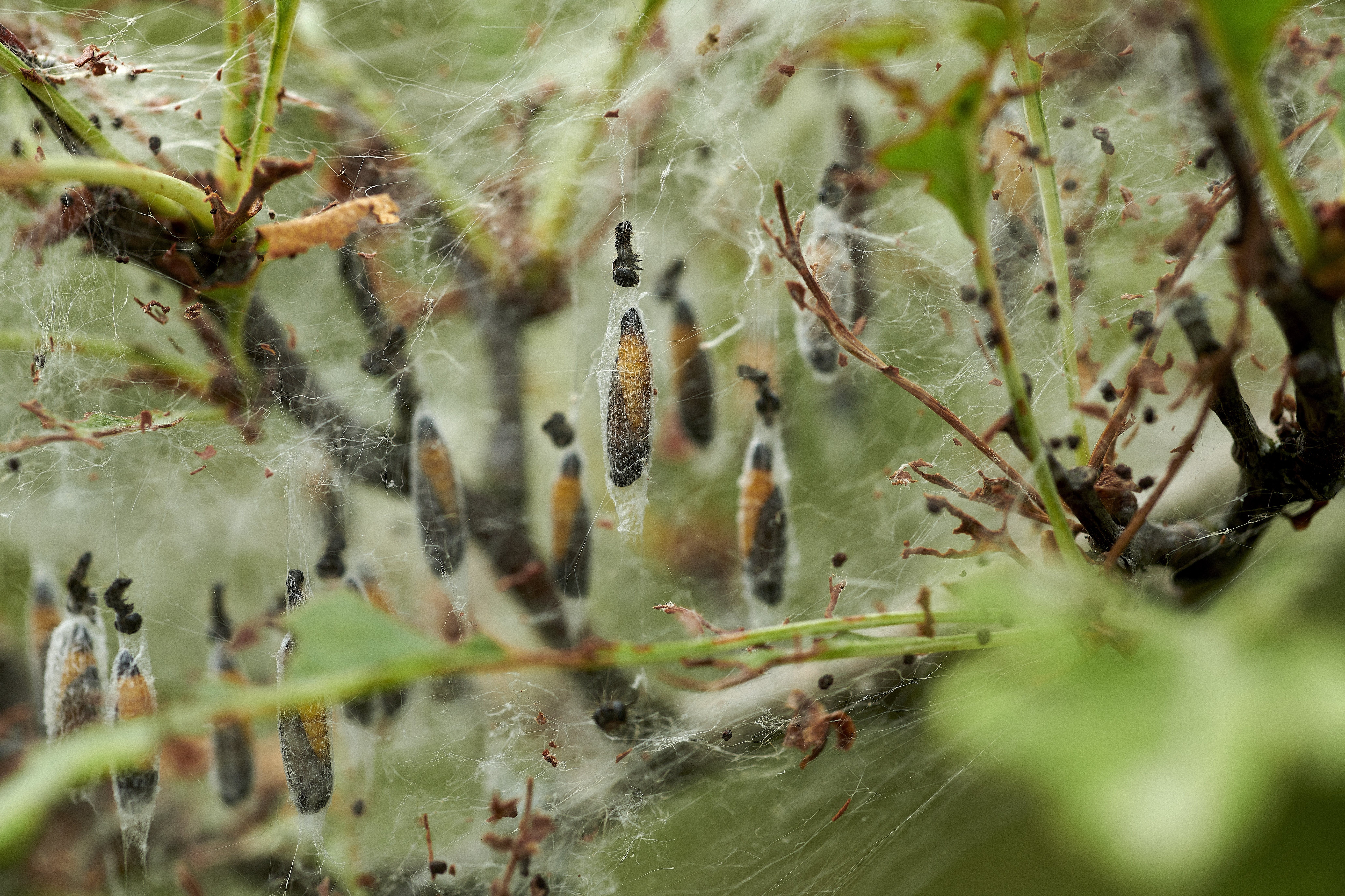 Københavns kommune får en biodiversitetsstragi lavet sammen med DN